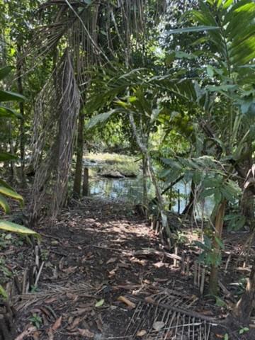 🌿 *12 Acres of Pure Belizean Paradise — Citrus Orchard (a small one), Pasture, Hills & Seasonal Creek!* 🌿   *Off-Grid Beauty Just Minutes from the Scenic Hummingbird Highway.