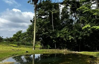 81 acres near Belmopan, in Agua Viva, creek, pastures and jungle with insane views!