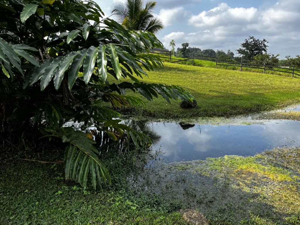81 acres near Belmopan, in Agua Viva, creek, pastures and jungle with insane views!