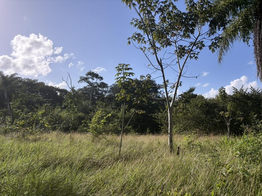 Almost 40 acres of beautiful land along Belize River on the Young Gal road, 15 minutes from the George Price Highway